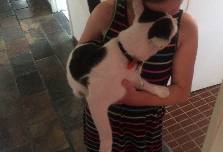 That Cat Again